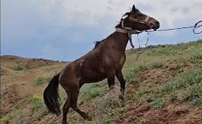 Հացավան գյուղի դաշտերում քաղաքացին ճանապարհից ձիով ընկել է մացառուտի մեջ